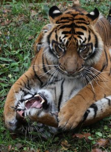 tigers3-play-edit-crop